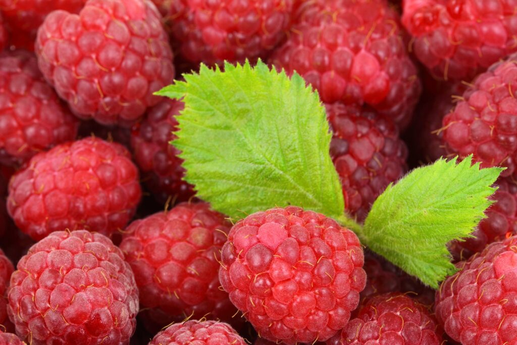 berries-gf4d55635a_1920