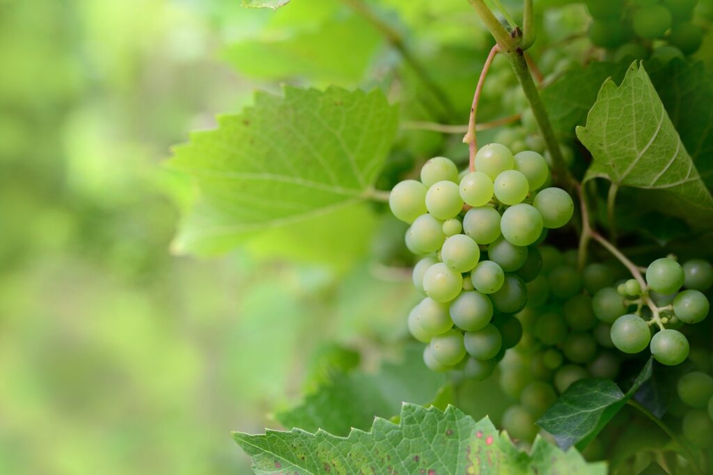 fruit-g61699144e_1920