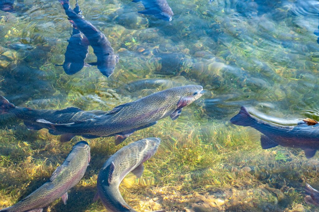 trout-g4d6d3aa13_1920